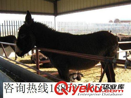 山東肉驢價(jià)格 提供德州驢 三粉驢、烏頭驢 免費(fèi)提供肉驢養(yǎng)殖技術(shù)