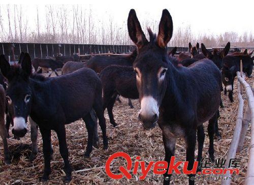 山東肉驢價(jià)格 提供德州驢 三粉驢、烏頭驢 免費(fèi)提供肉驢養(yǎng)殖技術(shù)