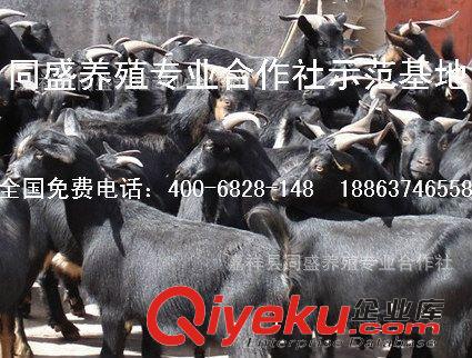 黑山羊羔羊多少錢一只 種羊價(jià)格 懷孕母羊價(jià)格 肉羊多少錢一斤