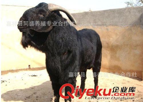 湖南黑山羊養(yǎng)殖 黑山羊養(yǎng)殖場 常年出售羔羊 懷孕母羊價格
