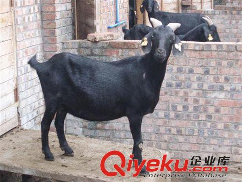 湖南黑山羊養(yǎng)殖 黑山羊養(yǎng)殖場 常年出售羔羊 懷孕母羊價格