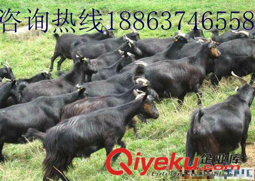 大量供應(yīng)黑山羊 黑山羊羊苗 黑山羊懷孕母羊 黑山羊種羊 量大從優(yōu)