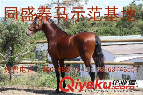 純血馬 馬匹 乘騎馬 蒙古馬 馬匹出售 馬匹交易 馬匹養殖場 矮馬