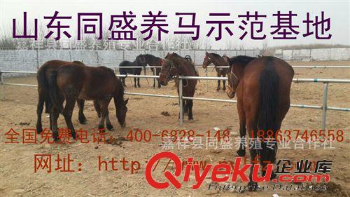 馬匹 純血馬 乘騎馬 蒙古馬 馬匹出售 馬匹交易 馬匹養(yǎng)殖場 矮馬