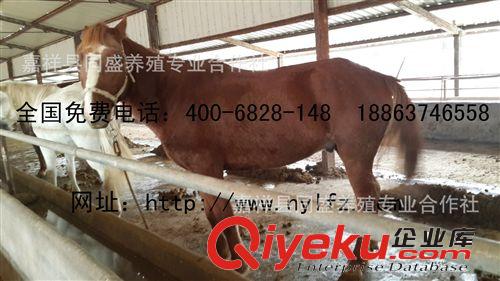 馬匹 純血馬 乘騎馬 蒙古馬 馬匹出售 馬匹交易 馬匹養(yǎng)殖場 矮馬
