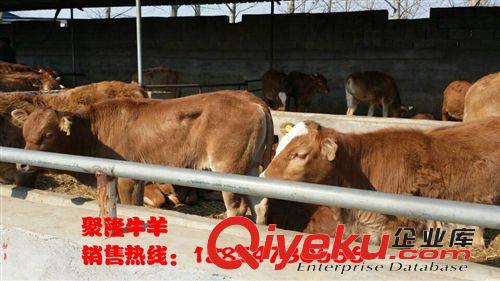 陜西小尾寒羊價格-三個月小羊苗價格原始圖片3