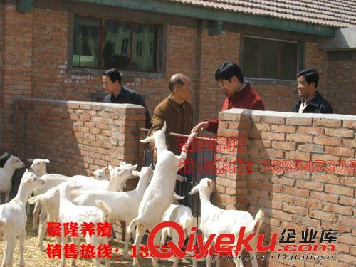 羊的銷(xiāo)售渠道_波爾山羊_小尾寒羊價(jià)格原始圖片2