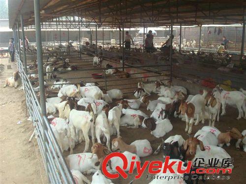 春季節(jié)收獲財(cái)富,現(xiàn)波爾山羊價(jià)格 大幅下調(diào),波爾山羊價(jià)格降低原始圖片3