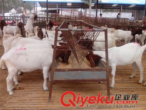 小尾寒羊信息_廣西波爾山羊養殖場原始圖片2