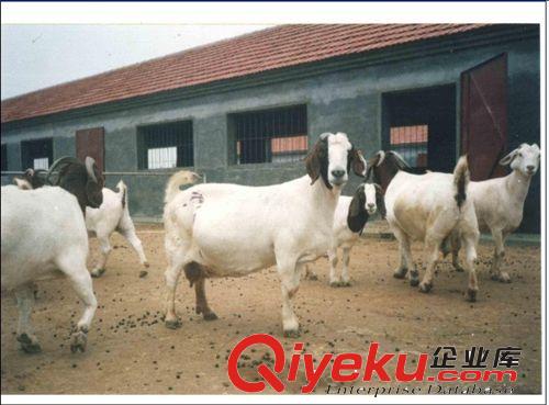 羊-波爾山羊種羊價格-波爾山羊品種齊全-大量優(yōu)惠原始圖片2