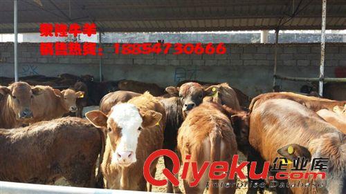 魯西黃牛特征山西小肉牛價格南方肉牛