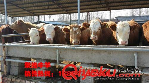 魯西黃牛特征山西小肉牛價格南方肉牛