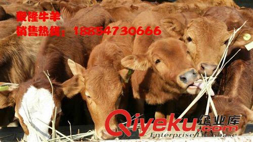 青海黃牛養(yǎng)殖肉牛出售天津肉牛養(yǎng)殖