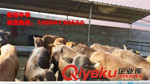 肉牛養(yǎng)殖 母牛發(fā)情鑒定-{zx1}養(yǎng)牛技術(shù)視頻_原始圖片3