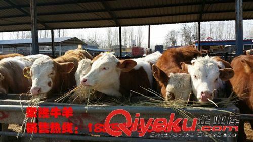 滄縣有提供小牛的嗎,;哪里能買到小肉牛犢