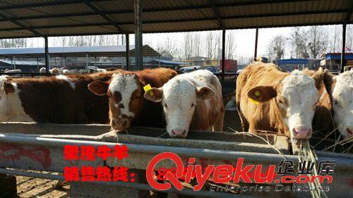 那種牛的生長周期最短啊?養(yǎng)殖牛種植那種牧草{zh0}原始圖片2