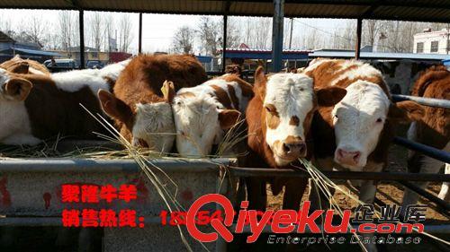 那種牛的生長周期最短啊?養(yǎng)殖牛種植那種牧草{zh0}原始圖片3