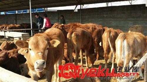 肉驢養(yǎng)殖利潤分析---國家養(yǎng)驢補貼政策