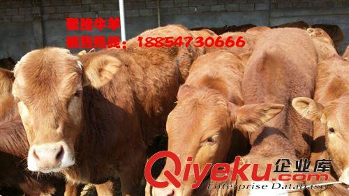 滄縣有提供小牛的嗎,;哪里能買到小肉牛犢原始圖片3