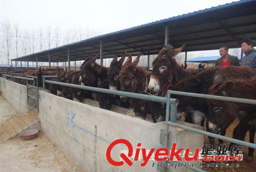 肉驢仔價格 肉驢銷路