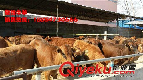 4個(gè)月的肉驢多少錢(qián)-小毛驢價(jià)格原始圖片3