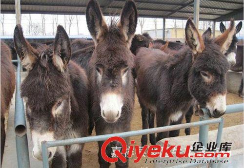 秦皇島今年肉驢仔價格走勢原始圖片2