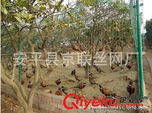 定做 庭院防護網、廠區圍墻護欄網、圈地圍欄 、苗圃隔離網護欄網