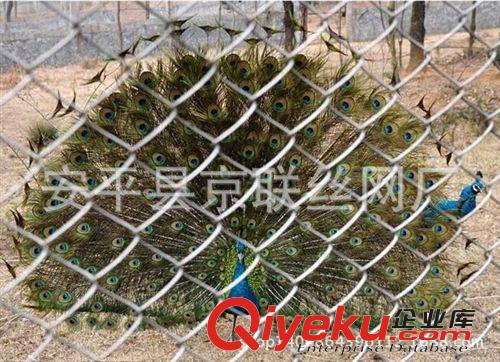 批發(fā)各種勾花網(wǎng)/鍍鋅勾花網(wǎng)/養(yǎng)殖勾花網(wǎng)/不銹鋼勾花網(wǎng)