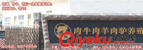 河北省東光縣 西門塔爾牛養(yǎng)殖場--肉牛犢價格.養(yǎng)牛場
