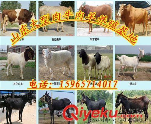 河北省趙縣 利木贊牛養(yǎng)殖場--肉牛犢價格.養(yǎng)牛場