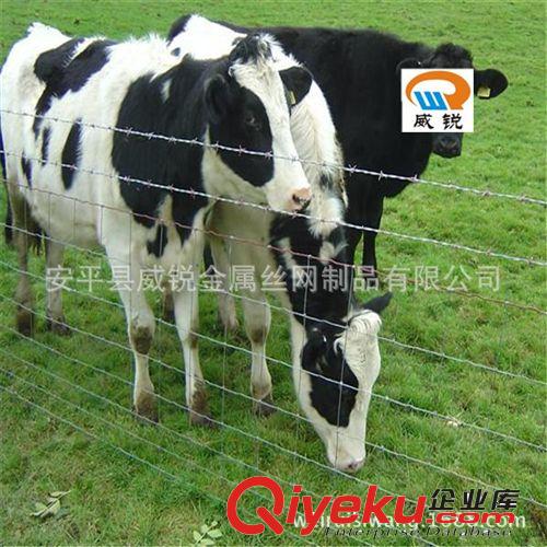 牛欄網(wǎng)、養(yǎng)殖用網(wǎng)、鐵絲網(wǎng)、養(yǎng)殖網(wǎng)圖片、廠家報(bào)價(jià)自產(chǎn)自銷原始圖片3