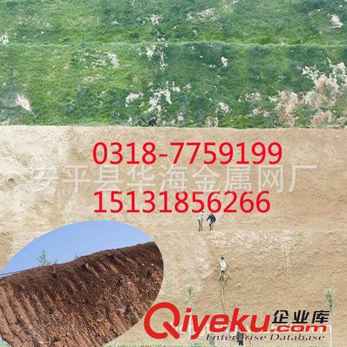 浙江暢銷編織勾花護山網(wǎng) 植草噴錨活絡(luò)菱形網(wǎng) 護坡綠化噴漿格柵網(wǎng)