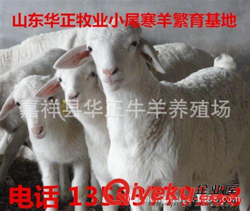河南哪里有小尾寒羊 小尾寒羊小羊多少錢 四川 小尾寒羊原始圖片3
