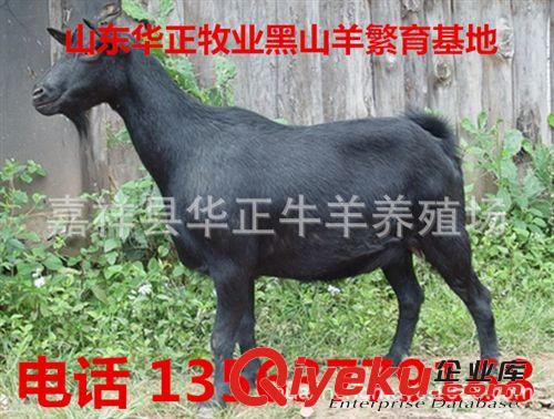 白山羊價格 白山羊養(yǎng)殖 白山羊養(yǎng)殖場 白山羊養(yǎng)殖基地