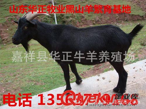 黑山羊市場(chǎng)價(jià)格 山東 養(yǎng)羊場(chǎng) 養(yǎng)殖場(chǎng)原始圖片2