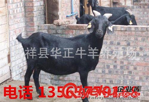黑山羊市場(chǎng)價(jià)格 山東 養(yǎng)羊場(chǎng) 養(yǎng)殖場(chǎng)原始圖片3