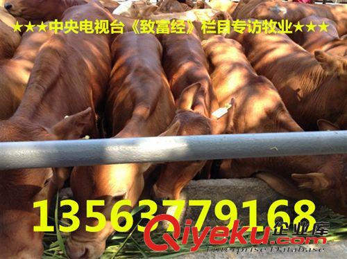 直銷6000頭肉牛犢 架子牛 三元雜交牛 改良牛 量大優(yōu)惠原始圖片3