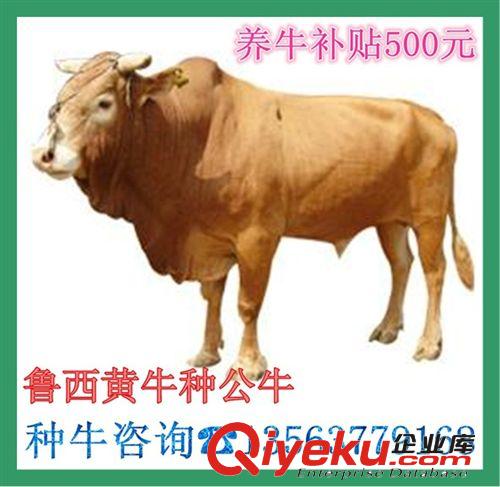 養(yǎng)黃牛的利潤 肉牛養(yǎng)殖大戶 廣西黃牛市場