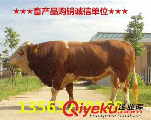 贵州西门塔尔牛批发价格 鲁西黄牛牛犊 小肉牛多少钱一头