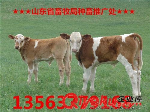 全國各地的---小牛多少錢 肉牛價(jià)格 花牛養(yǎng)殖 廠家直銷