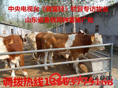 肉牛一般多少時間能出欄？利潤那 歡迎咨詢華正養牛基地