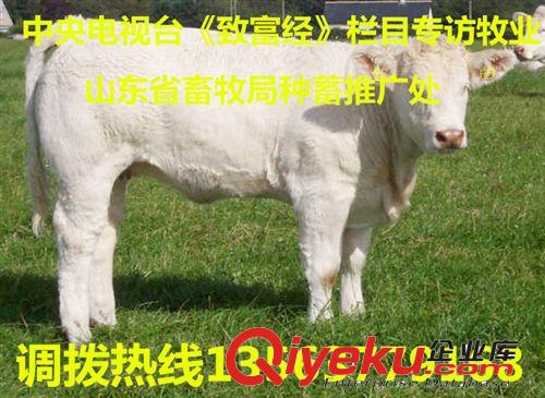 出售夏洛莱牛 基础母牛 小肉牛