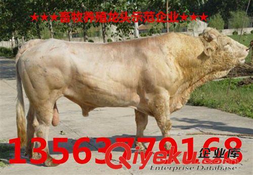 夏洛莱肉牛 牛苗的价格 一头重220斤的黄牛多少钱 养殖技术