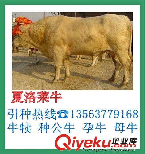 夏洛莱肉牛 牛苗的价格 一头重220斤的黄牛多少钱 养殖技术