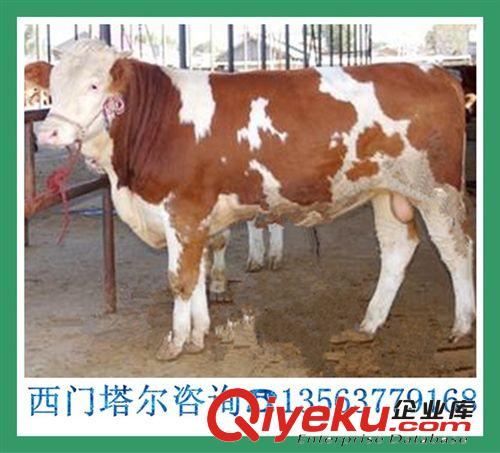 夏洛莱肉牛 牛苗的价格 一头重220斤的黄牛多少钱 养殖技术