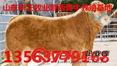 金州区--肉牛养殖 肉牛价格800元起 辽宁