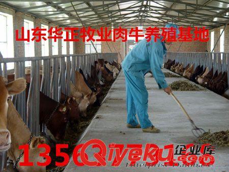 金州区--肉牛养殖 肉牛价格800元起 辽宁