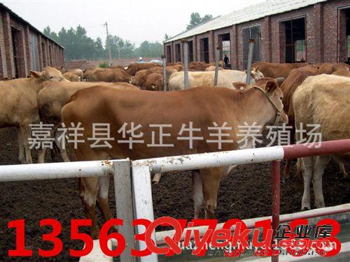 金州区--肉牛养殖 肉牛价格800元起 辽宁