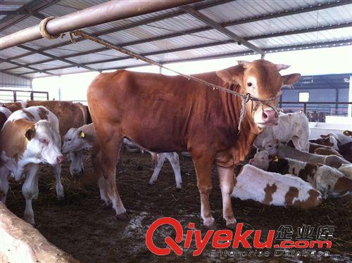 养牛 利木赞牛肉牛犊 利木赞牛肉牛犊育肥期间的饲养管理