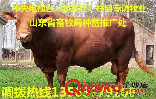 出售利木赞牛 基础母牛 小肉牛